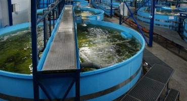 Jak pěstovat ryby v bazénu?